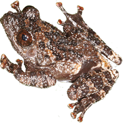 Tonkin Bug-Eyed